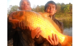 Câu được cá chép vàng 'khủng' ở Biển Hồ